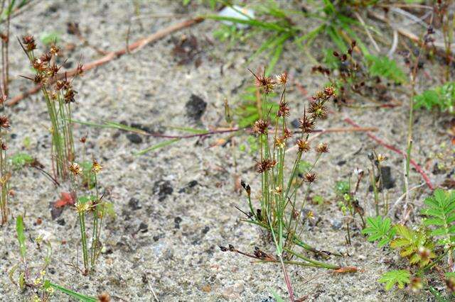 Image of dwarf rush