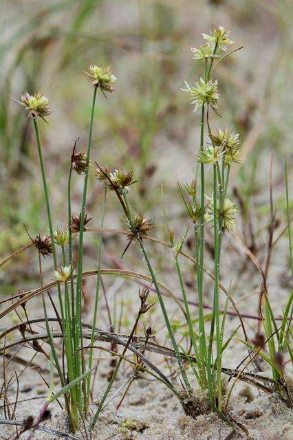 Image of dwarf rush