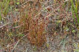 Image of dwarf rush