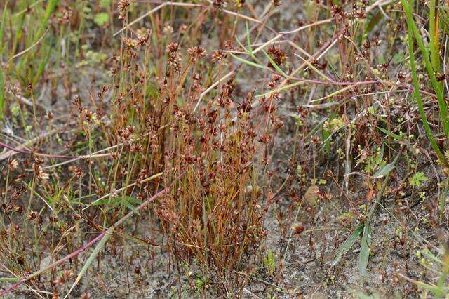 Image of dwarf rush