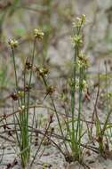 Image of dwarf rush