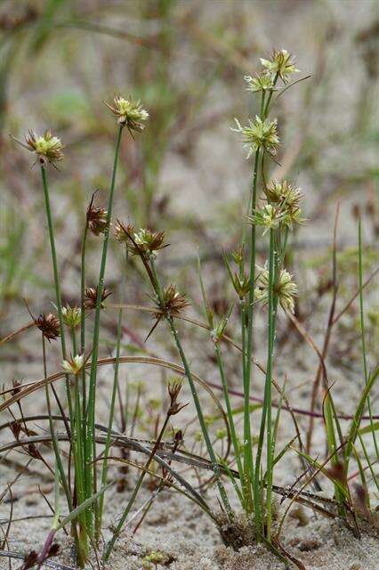 Image of dwarf rush