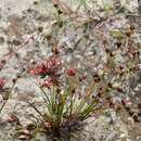 Image of Tassel Gall