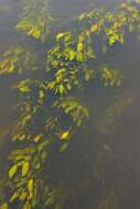 Image of pondweed