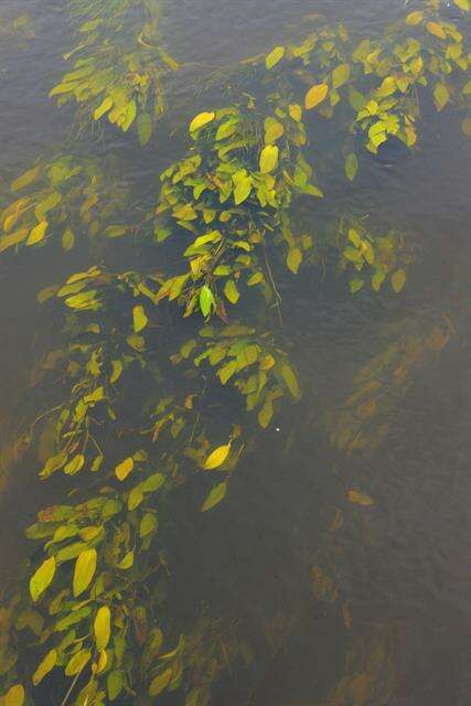 Image of pondweed