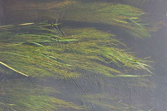 Image of pondweed