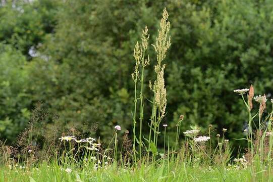 Image of Narrow-Leaf Sorrel