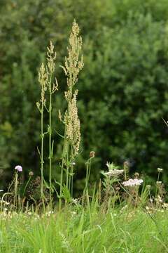 Image of Narrow-Leaf Sorrel