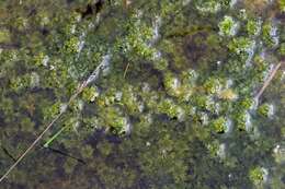 Image of <i>Sphagnum auriculatum</i>