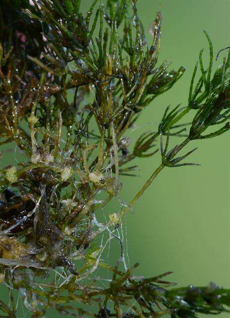 Image of Delicate Stonewort