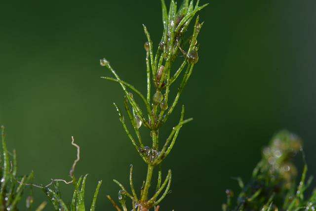 Image of Delicate Stonewort