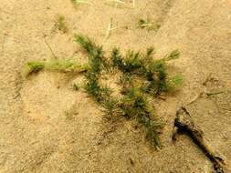 Image of Delicate Stonewort