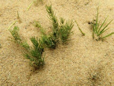 Image of Delicate Stonewort