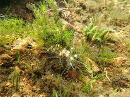 Image of Delicate Stonewort