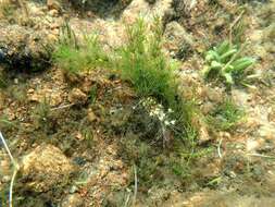 Image of Delicate Stonewort