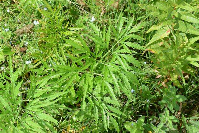 Image of water hemlock