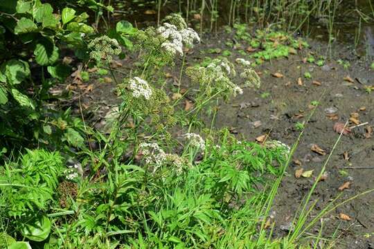 Image of water hemlock