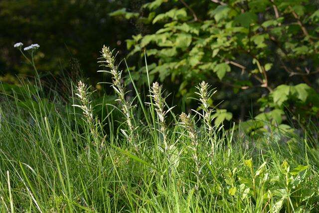 Image of arctic cudweed