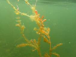 Image of water milfoil family