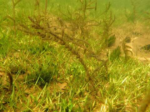 Image of water milfoil family