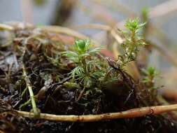 Image of water milfoil family