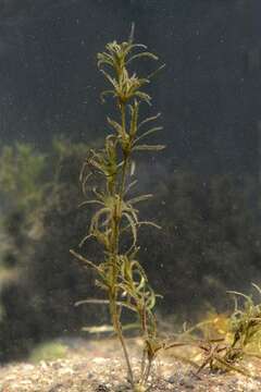 Image of plants