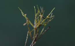 Image of Compact Stonewort