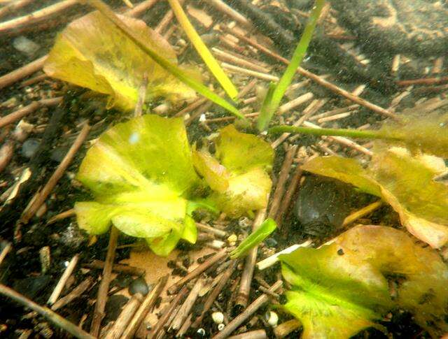 Image of pond-lily