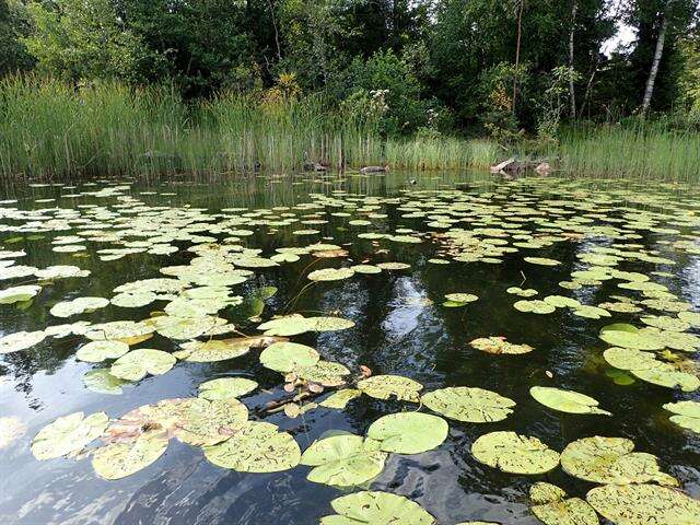 Image of pond-lily