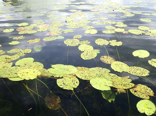 Image of pond-lily