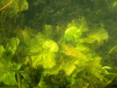 Image of pond-lily