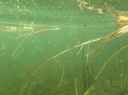 Image of pondweed