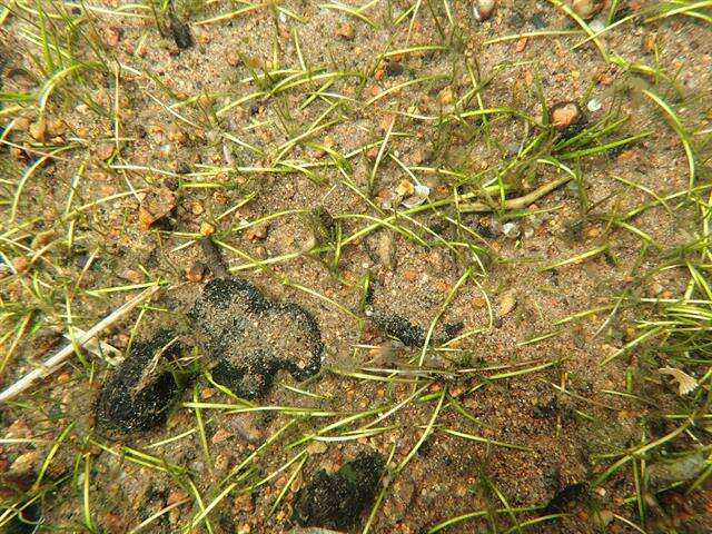 Image of Creeping Spearwort