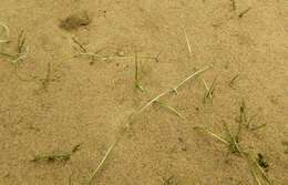 Image of Creeping Spearwort