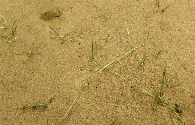 Image of Creeping Spearwort