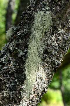 Image of <i>Usnea dasypoga</i>