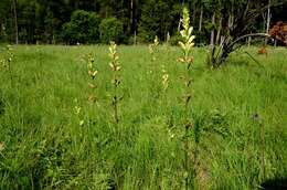 Image of moor-king lousewort