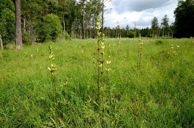 Image of moor-king lousewort