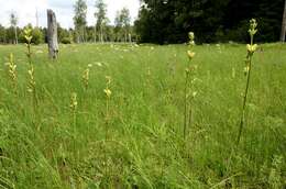 Image of moor-king lousewort