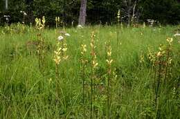 Image of moor-king lousewort