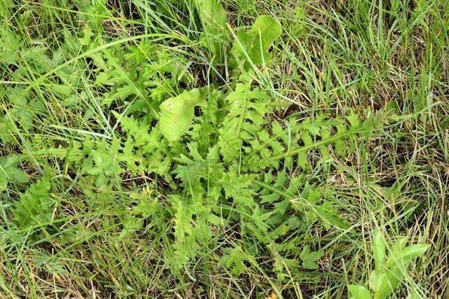 Imagem de Cirsium