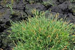 Image of Foxtail Grass