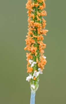 Image of Foxtail Grass