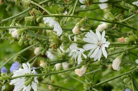 Image of chicory