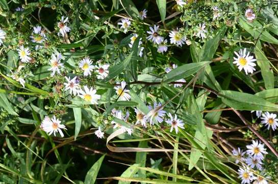 Image of Symphyotrichum versicolor (Willd.) G. L. Nesom