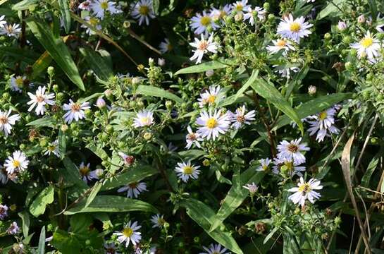 Image of Symphyotrichum versicolor (Willd.) G. L. Nesom