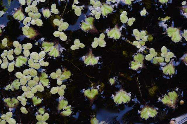 Image of Purple-fringed Riccia