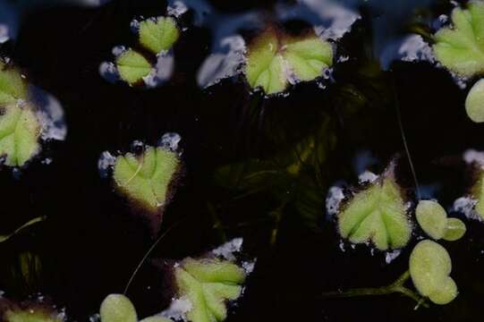 Image of Purple-fringed Riccia