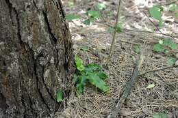 Слика од Asplenium