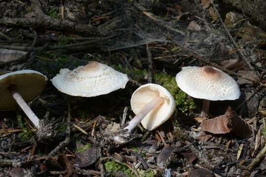 Image de Lepiota